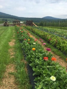 Fresh Flowers- Catoctin Mountain Orchards in Frederick, MD