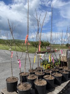 Apple Trees for Sale