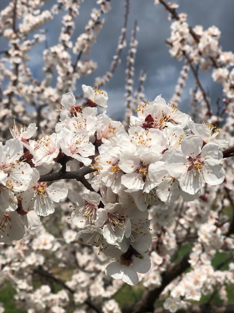 Apricot