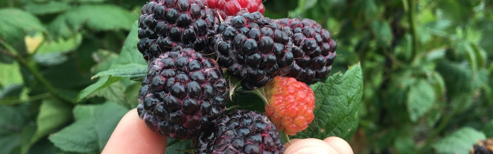 Black Raspberries