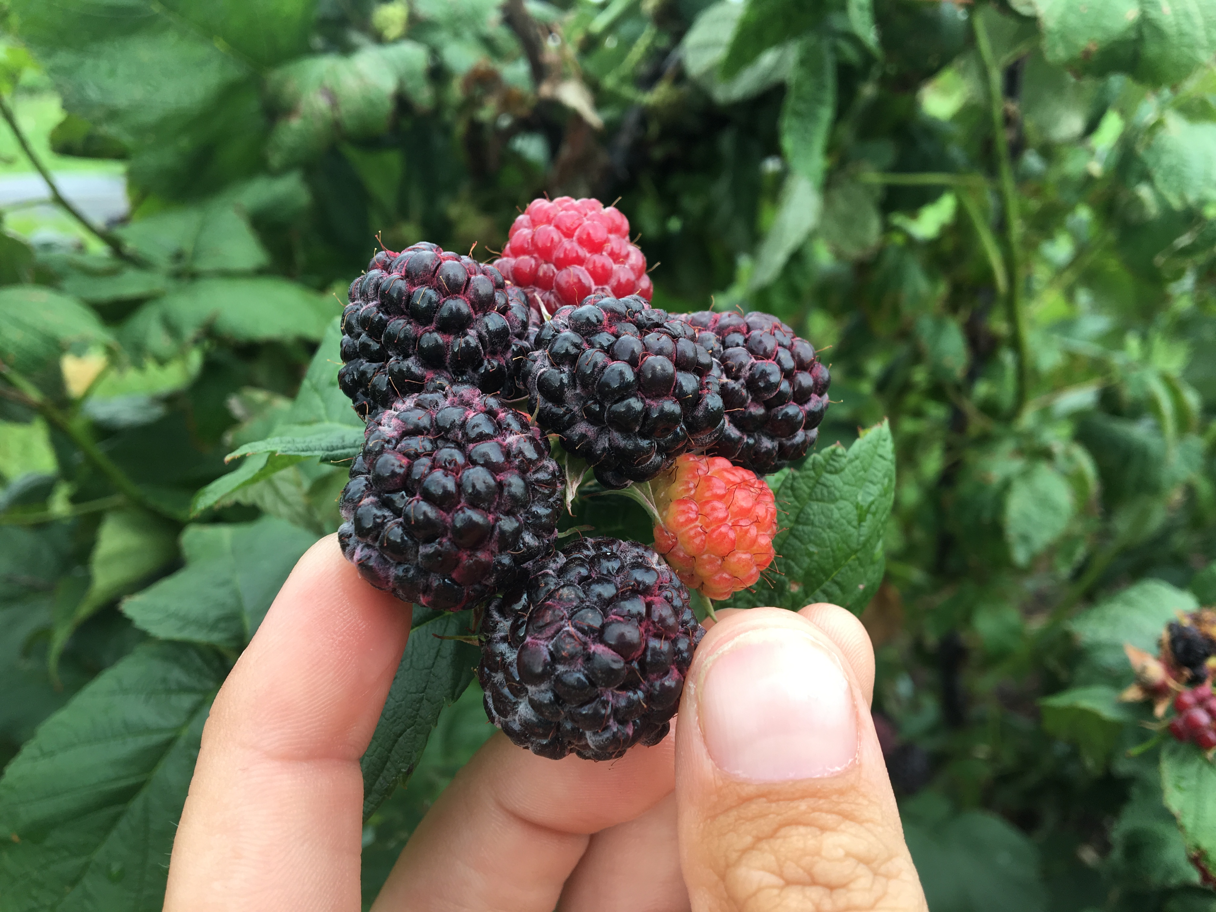 Black Raspberries