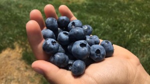 Blueberries in hand