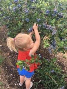 Family Picking Blueberries