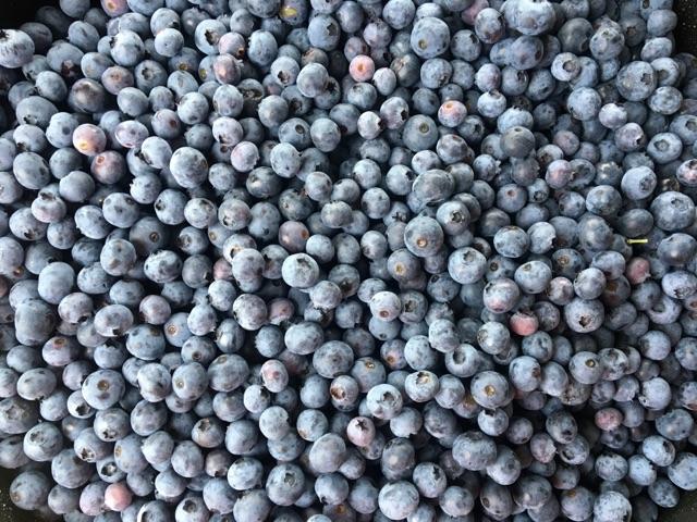 Fresh Blueberries