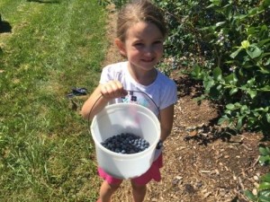 Pick Your Own Apples & Blueberries- Orchards Near Frederick & Hagerstown MD