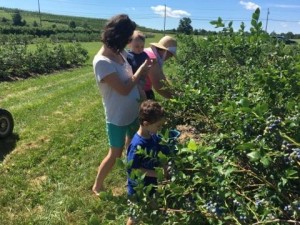 Enjoy Our Bakery Items or Pick Your Own Apples & Blueberries from the Orchards in Frederick, Thurmont & Hagerstown, MD