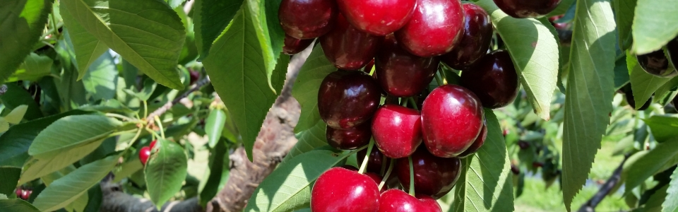 Sweet Cherries