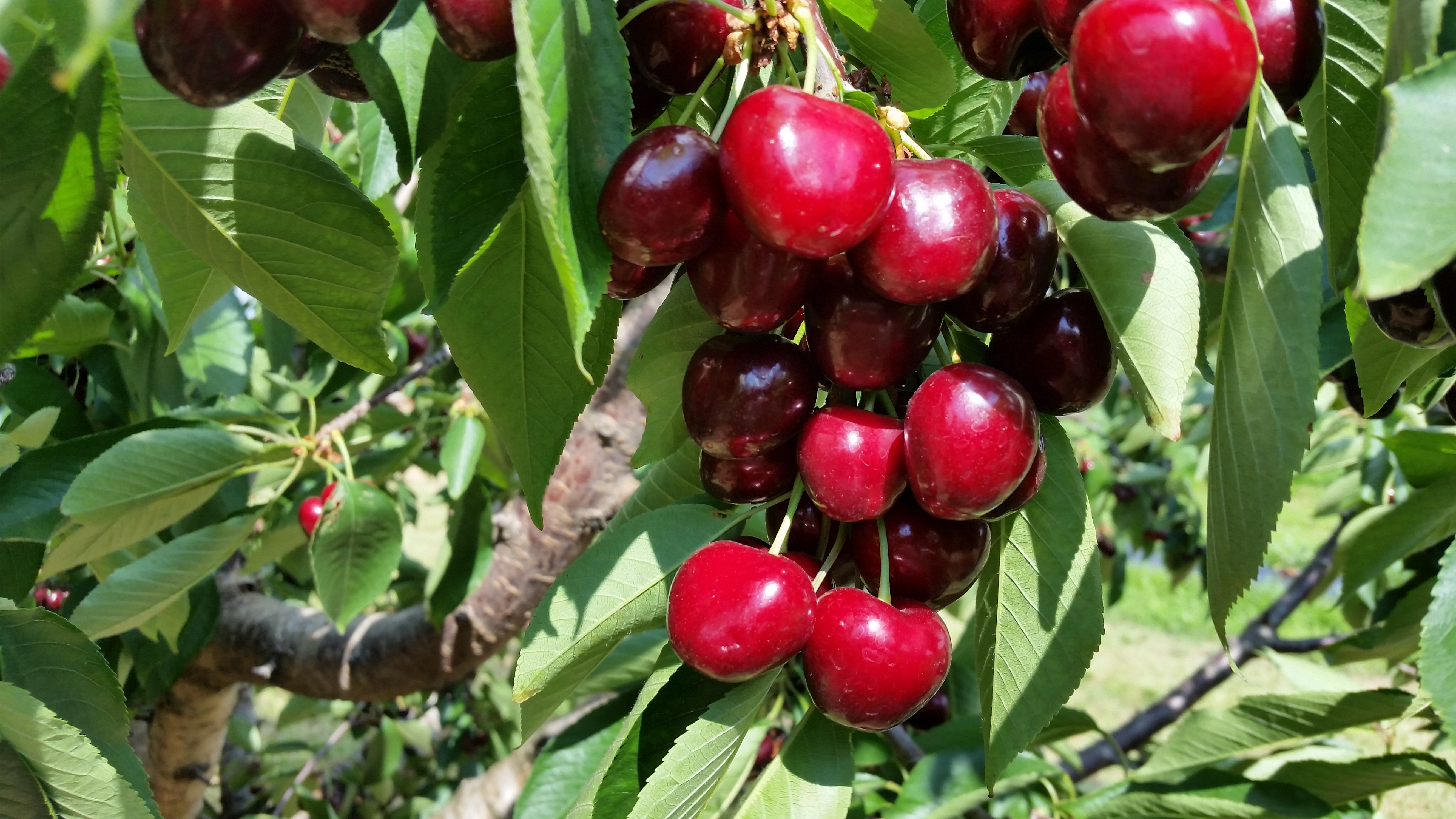 Sweet Cherries