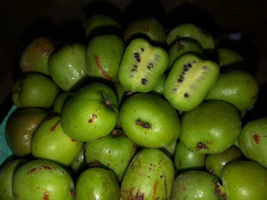 kiwi Berries 19