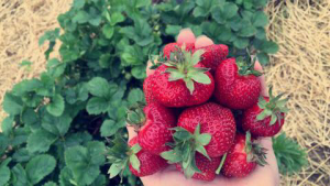 strawberries