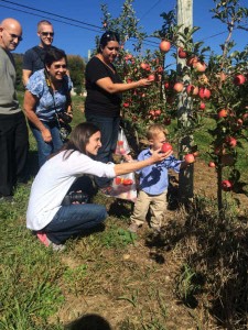 Apples in Hagerstown MD and Frederick