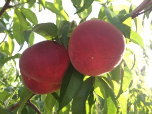 White peaches