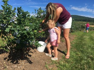 Family Picking Blueberry 4