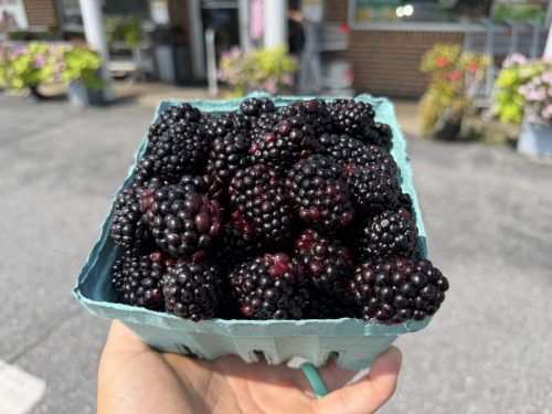 Blackberry 26