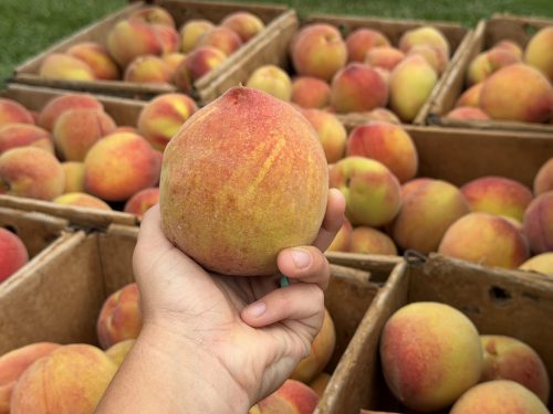 Yellow Peach 26