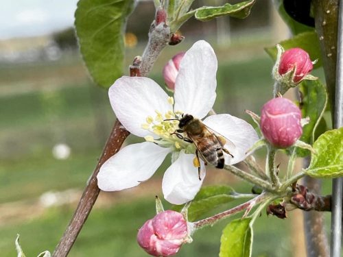 apple bloom with bee 21
