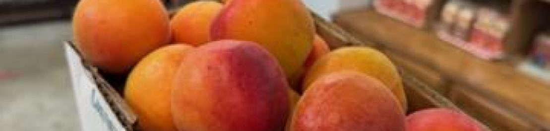 apricots 26